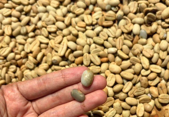 Arabica Parchment / Gabah