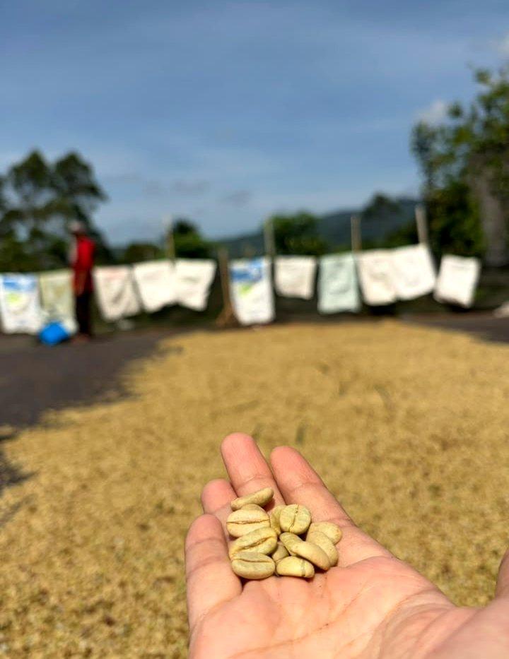 Coffee plantation