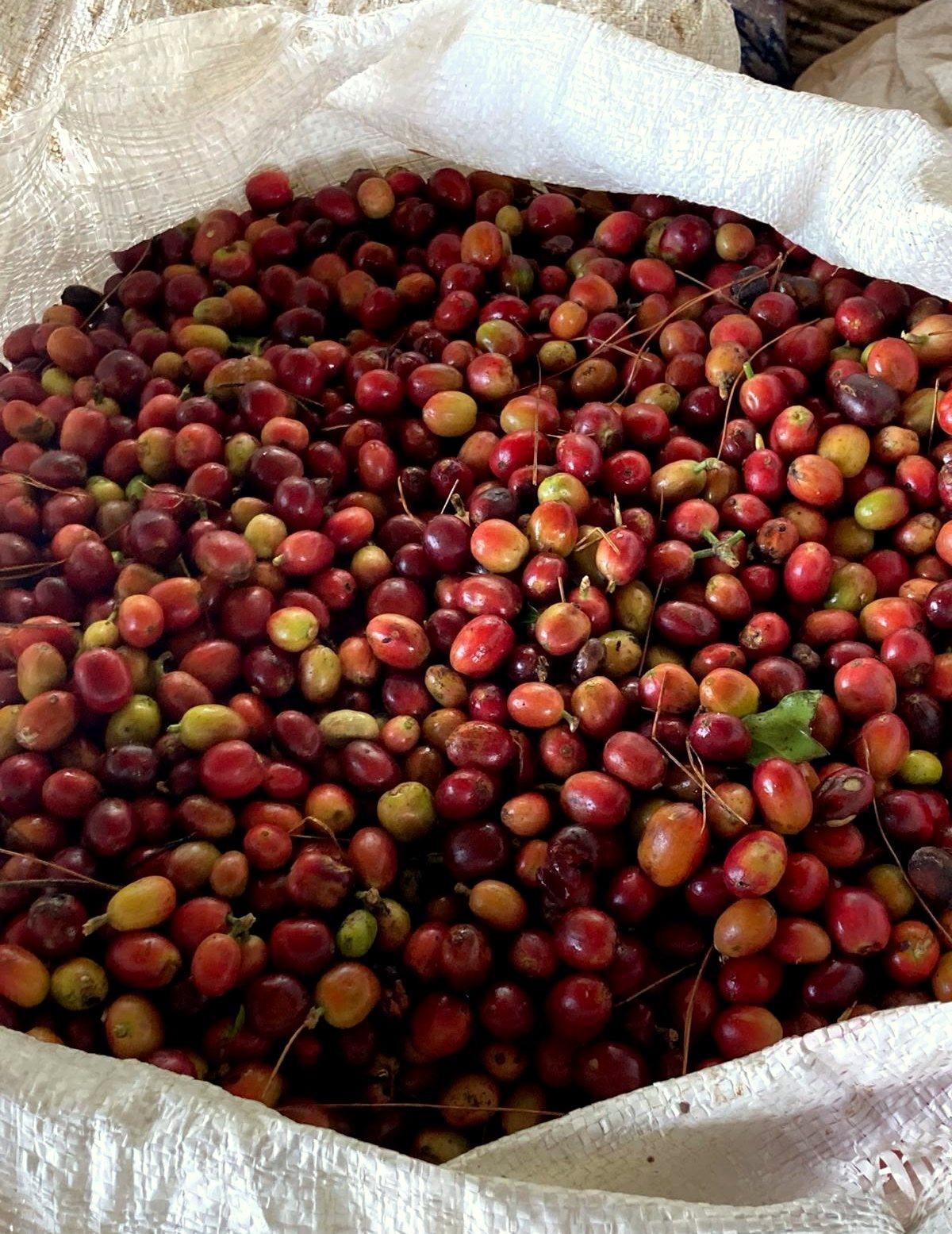 Harvest selection