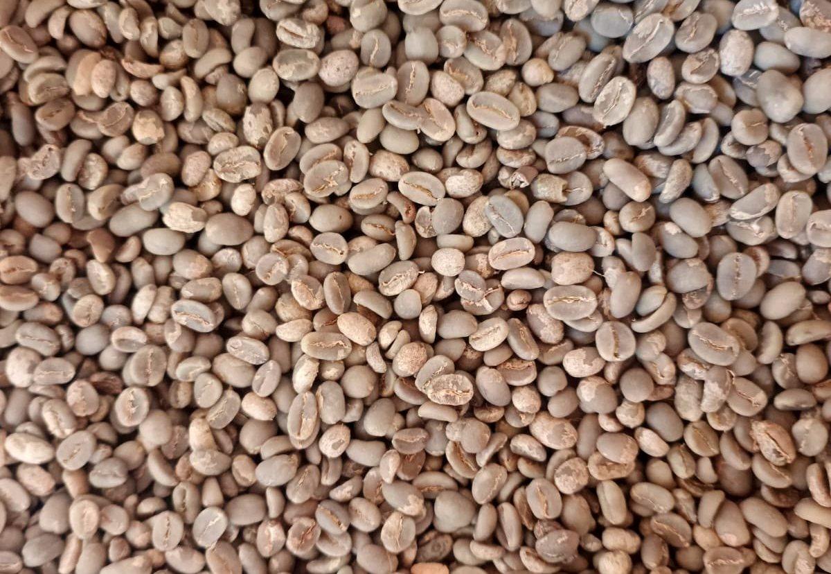 Robusta Coffee