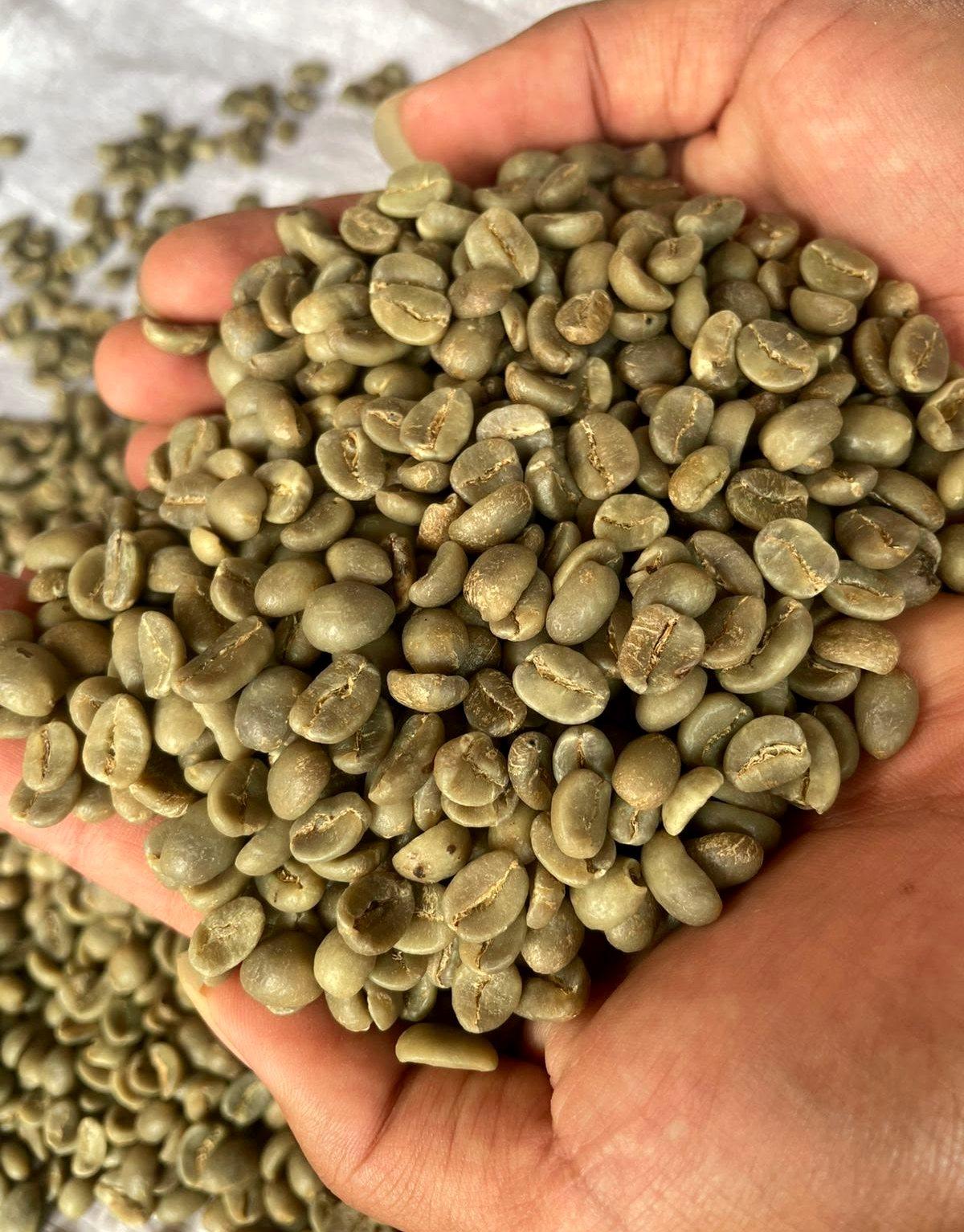 Green coffee beans in hand