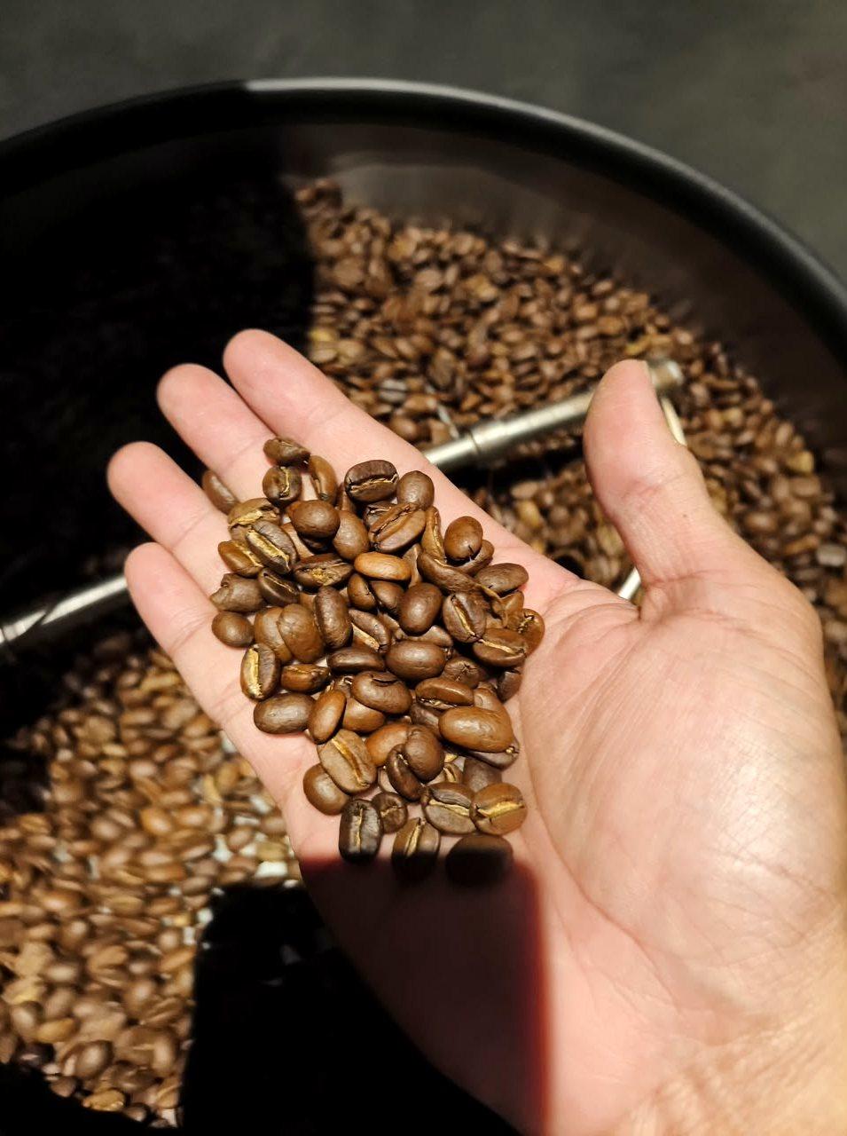 Roasted coffee beans in hand