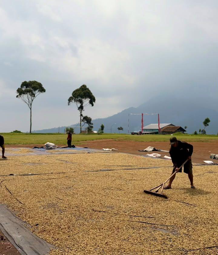 Sun-drying yard, Pangalengan, West Java