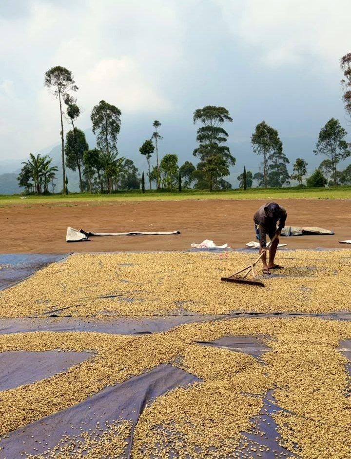 Sun-drying green coffee, West Java highlands